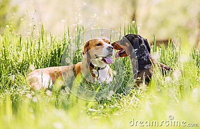 Two purebred dogs lying together on green lawn Stock Photo