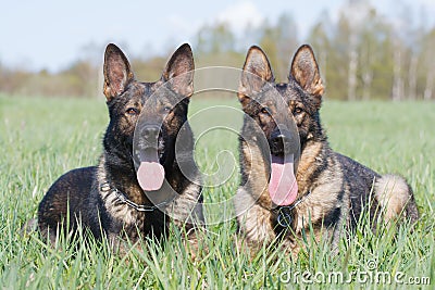 Two purebred German shepherds lie in green grass Stock Photo