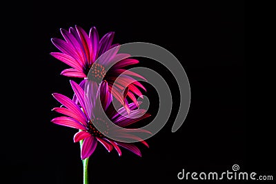 Two purple African daisies on black. Stock Photo