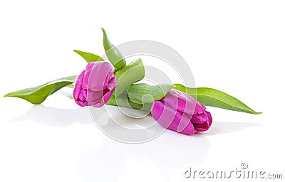 Two purple Dutch tulips Stock Photo