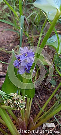 Two purple Flower Stock Photo