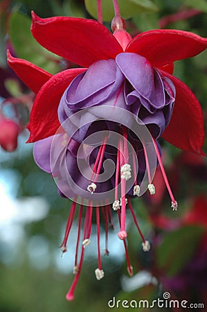 Two purple hanging Fuchsia flowers Stock Photo