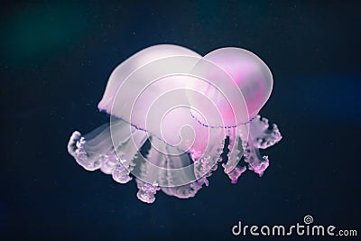 Two purple jellyfish rhizostoma pulmo underwater Stock Photo