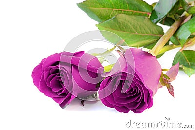 Two purple roses isolate on white background Stock Photo