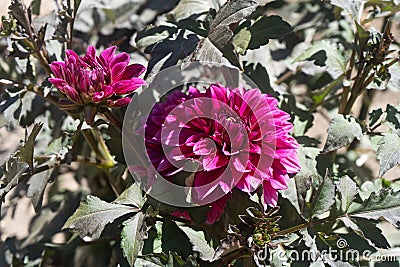 Two purples dahlias Stock Photo