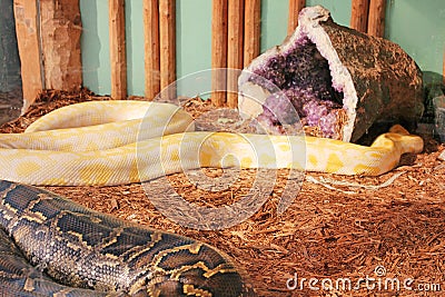 Pythons on Display at a Garden in South Dakota Stock Photo