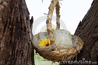 Two quil eggs in basket between tree bark - easter concept Stock Photo