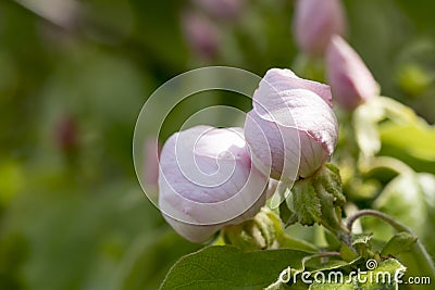 Two quince flower buds Stock Photo