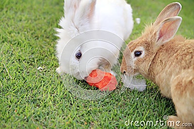 Two rabbits eating carrot Stock Photo