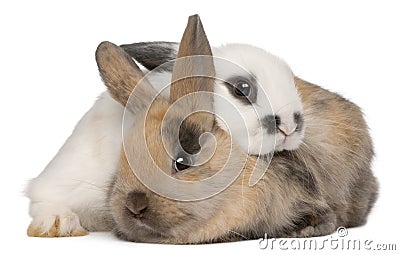 Two rabbits in front of white background Stock Photo