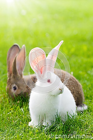 Two rabbits in green grass Stock Photo