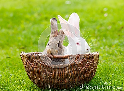 Two rabbits in wicker basket Stock Photo