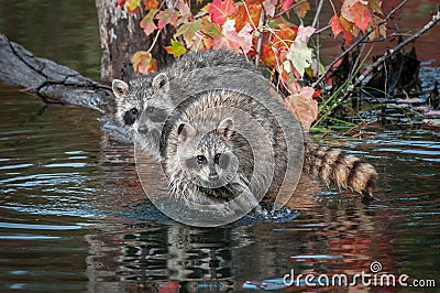 Two Raccoons Procyon lotor Look Straight Out Autumn Stock Photo