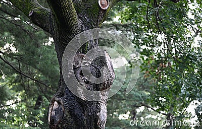 Two Raccoons In Tree Stock Photo