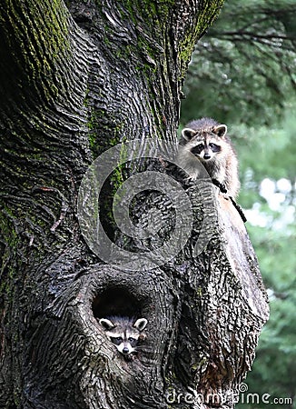 Two Raccoons In Tree Stock Photo