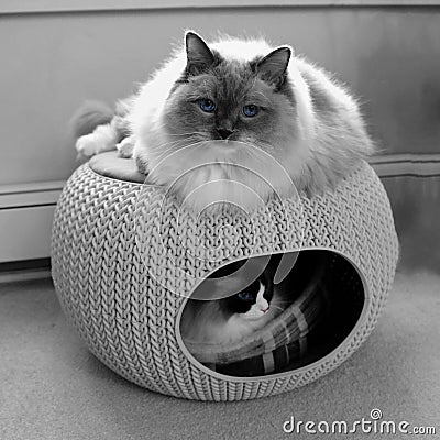 Two ragdoll cats with blue eyes in cozy pet home. Stock Photo