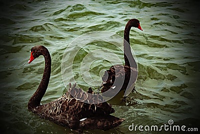 Two rare wild black swans on a calm and tranquil lake with a vignette effect Stock Photo