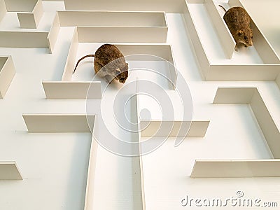 Two rats are in different parts of the white maze. Stock Photo