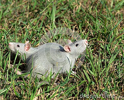 Two rats on the grass Stock Photo