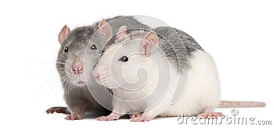 Two rats, 12 months old, in front of white background Stock Photo