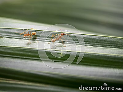 Two red ants communicate on green leaf. Stock Photo