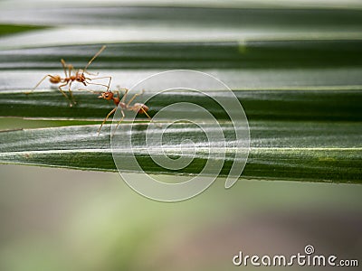 Two red ants communicate on green leaf. Stock Photo
