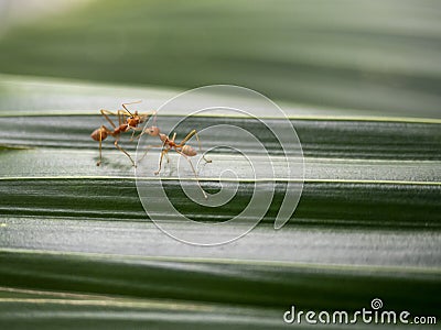 Two red ants communicate on green leaf. Stock Photo