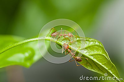 Two red ants walking on green leaf Stock Photo