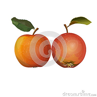 Two red apples Vector Illustration