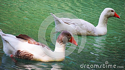 Two red-beak gooses in a pond Stock Photo