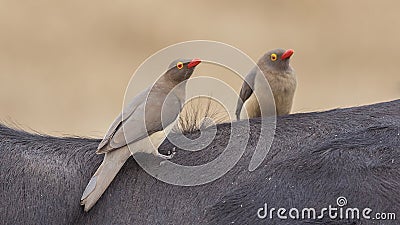 Two Red-billed Oxpeckers on Ox Stock Photo