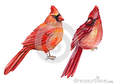 Two red cardinals.Winter Christmas birds. Cartoon Illustration