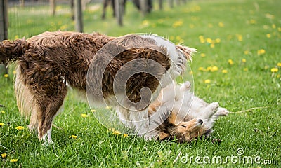 Two beautiful collie dogs are played on green grass Stock Photo