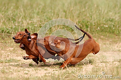 Two red dachshund running in the grass Stock Photo