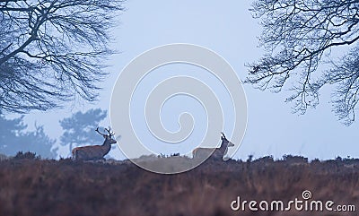 Two red deer in misty heather in winter. Stock Photo