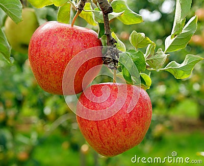 Two Red Delicious Apples on Tree Stock Photo