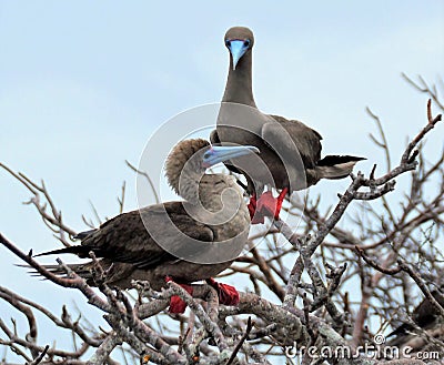 Two red footed boobies in a tree Stock Photo
