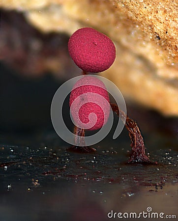 Two red fruit body of a slime mold Physarum roseum Stock Photo