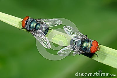Two red-head flies Stock Photo