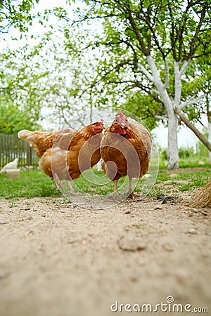 Two red hens stand in the garden under a tree. Stock Photo