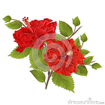 Two red hibiscus hibiscus stem tropical flower on a white background vintage vector Vector Illustration