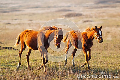 Two red horses gallop across a field of grass. Stock Photo