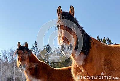 Two red horses gazing in the camera on a cold winter day with steam coming from their nose Stock Photo