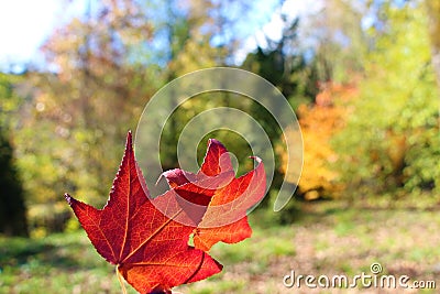 Two red leaves in autumn Stock Photo