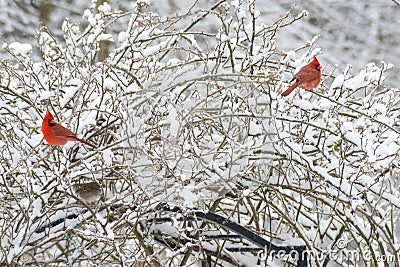 Two red male Cardinals perch in snowy bush. Stock Photo