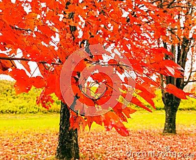 Two red maple trees and closeup red leaves in Fall color with fallen leaves Stock Photo