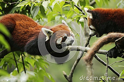 Two red pandas sitting on a branch and watching each other. Stock Photo