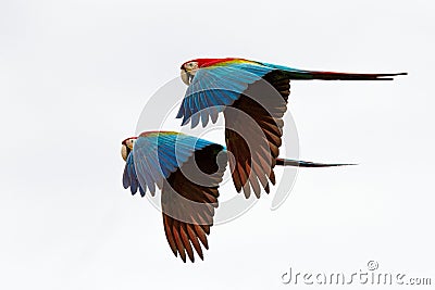 Two red parrots in flight. Macaw flying, white background, isolated birds,red and green Macaw in tropical forest, Brazil Stock Photo