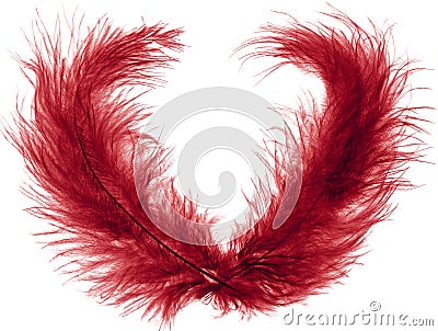 Two red plume Stock Photo