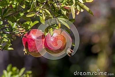 Two red pomegranate on the tree, soft selective focus on pomegranate. Pomegranate has a sweet taste and many vitamins. Stock Photo